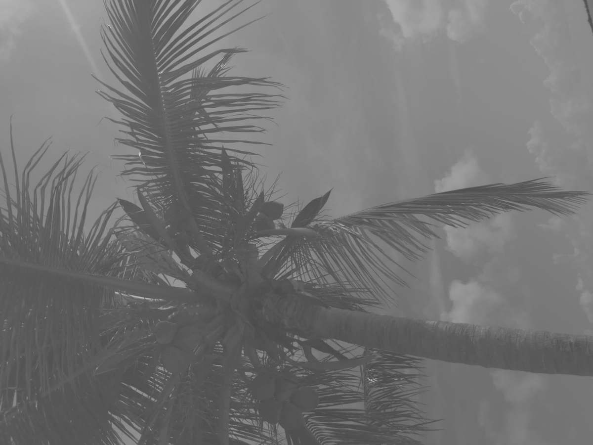 Palm canopy